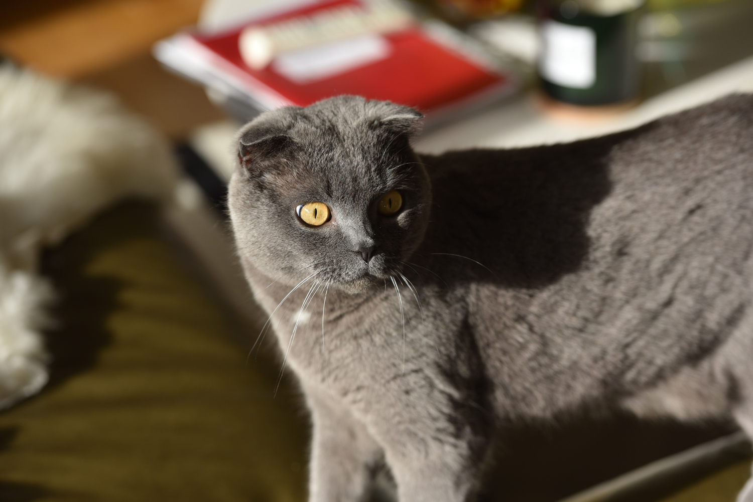 Ein grauer Kater mit leicht eingeknickten Ohren und gelben Augen blickt an die Kamera vorbei. Im Hintergrund befindet sich leicht verschwommen zu sehen, Dennis' Wohnzimmer. Der Kater hört auf den Namen "Karli".